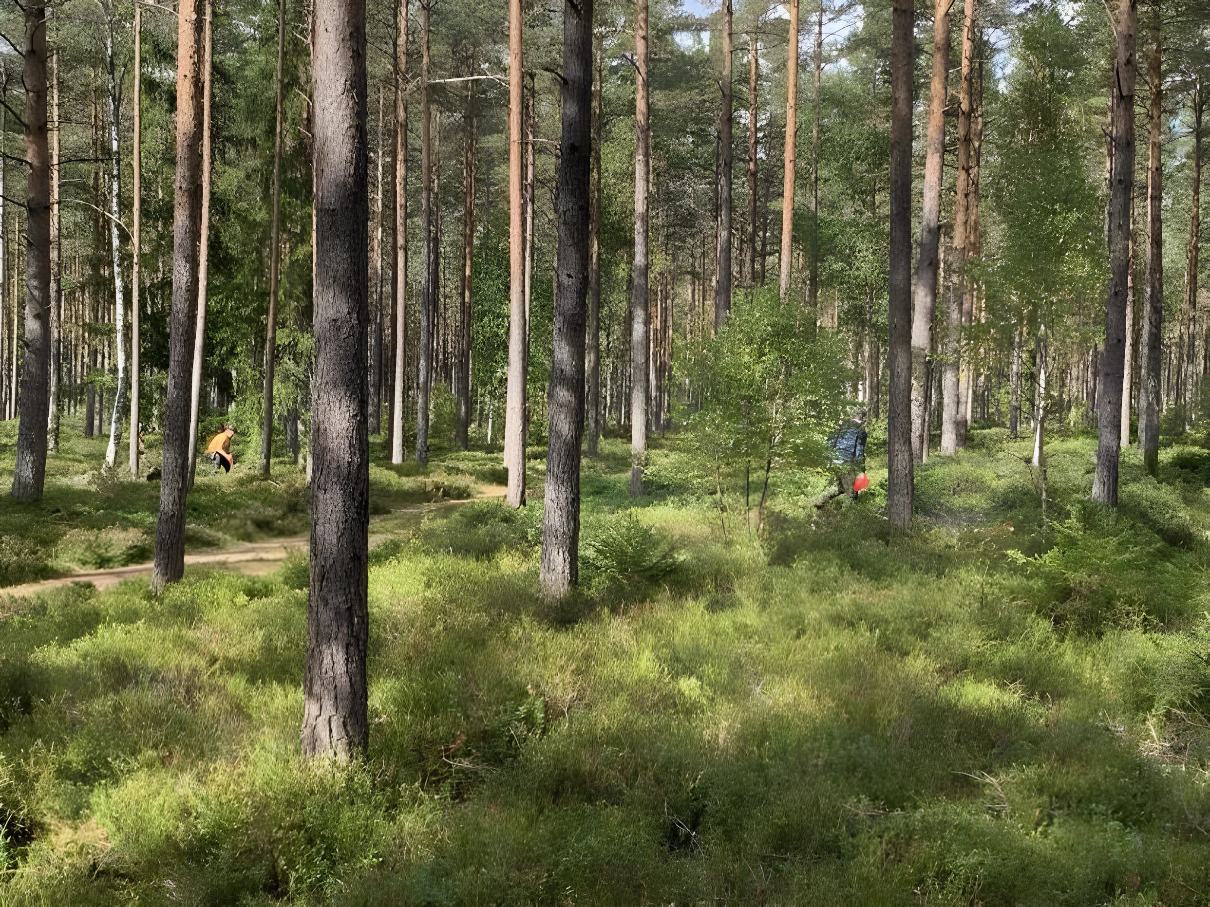 Koppla av i de småländska skogarna